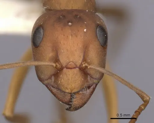 Formica querquetulana - CASENT0280417