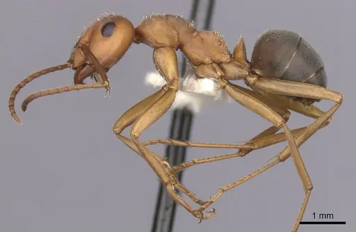 Formica querquetulana - CASENT0280417