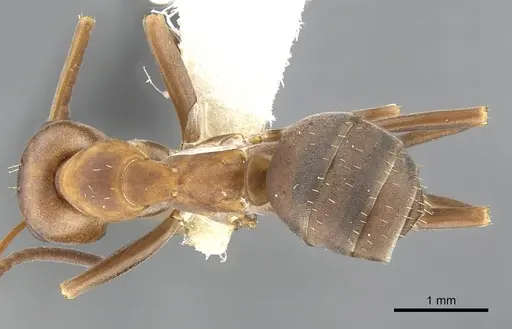 Formica querquetulana - CASENT0903284