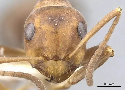 Formica querquetulana - CASENT0903284