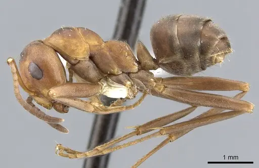 Formica querquetulana - CASENT0903284