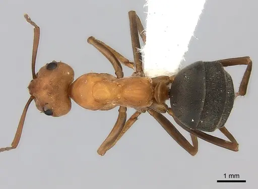Formica ravida specimen