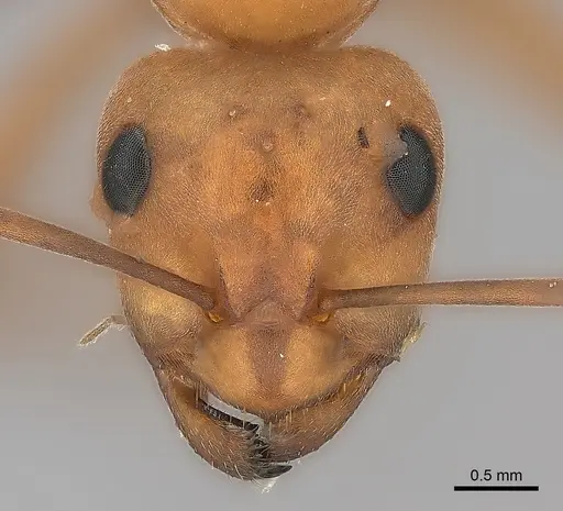 Formica ravida specimen