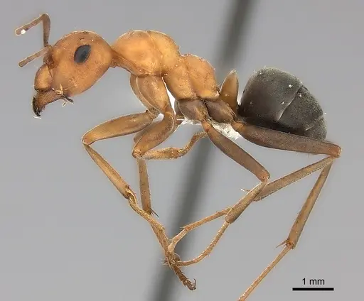 Formica ravida specimen