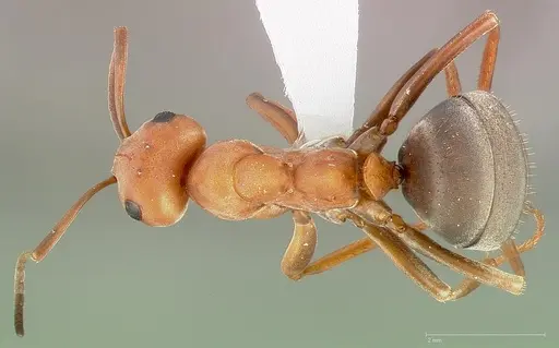 Formica ravida - CASENT0005393