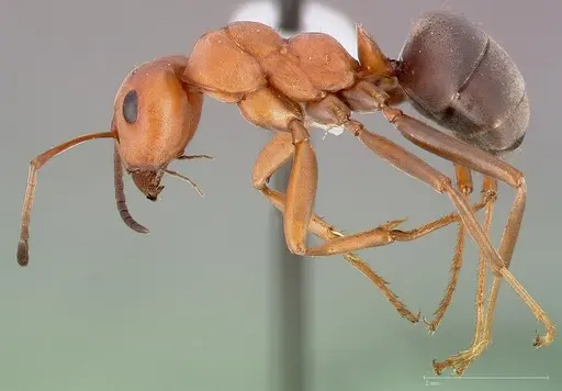 Formica ravida - CASENT0005393