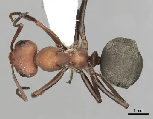 Formica ravida - CASENT0280405