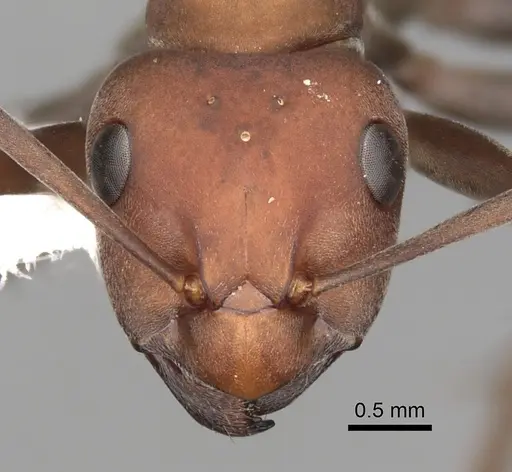 Formica ravida - CASENT0280405