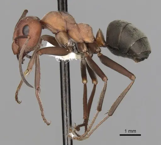 Formica ravida - CASENT0280405