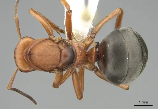 Formica ravida - CASENT0842042