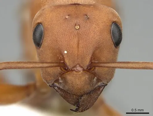 Formica ravida - CASENT0842042