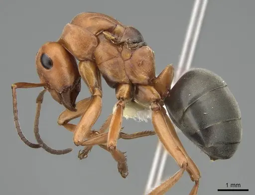 Formica ravida - CASENT0842042