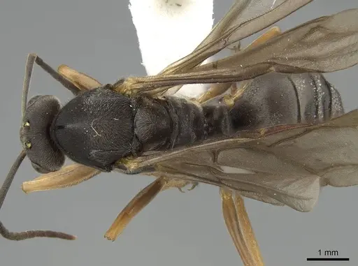 Formica ravida - CASENT0843936