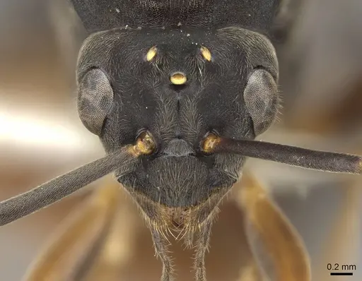 Formica ravida - CASENT0843936