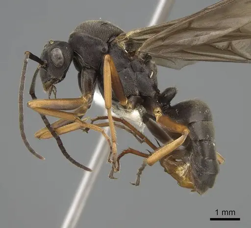 Formica ravida - CASENT0843936