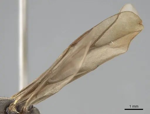 Formica ravida - CASENT0843936