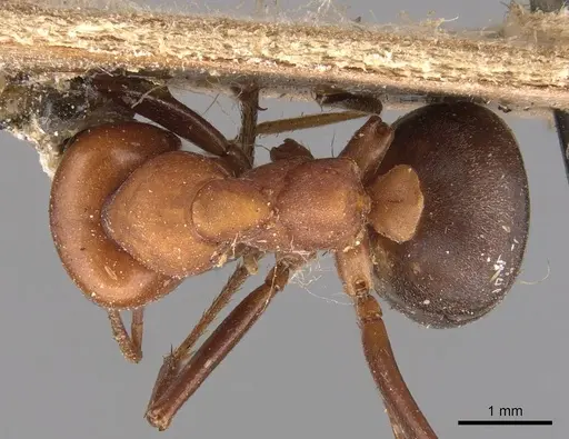 Formica ravida - CASENT0905700