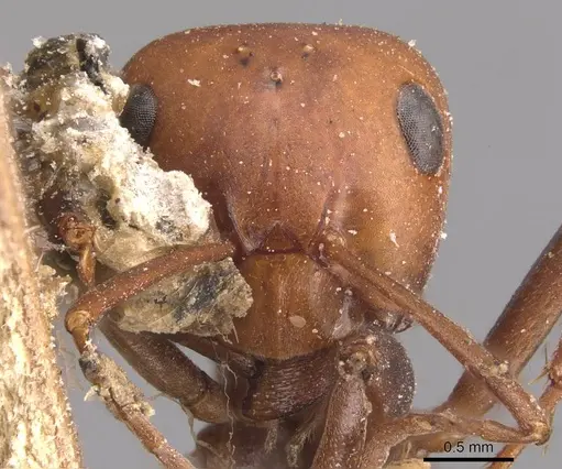 Formica ravida - CASENT0905700