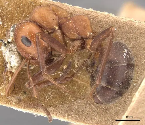 Formica ravida - CASENT0905700