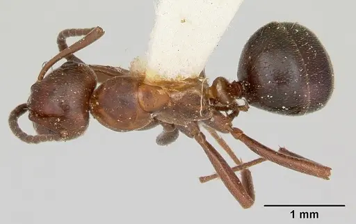 Formica reflexa specimen