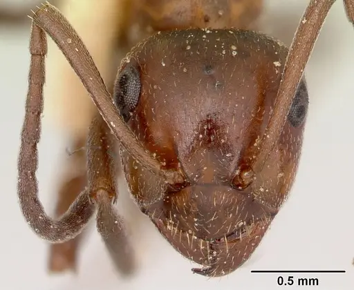 Formica reflexa specimen
