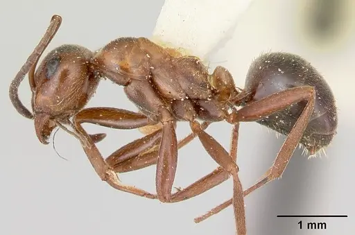 Formica reflexa specimen