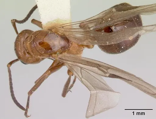 Formica reflexa - CASENT0103511