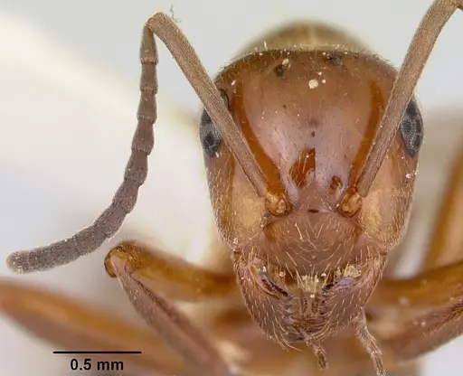 Formica reflexa - CASENT0103511