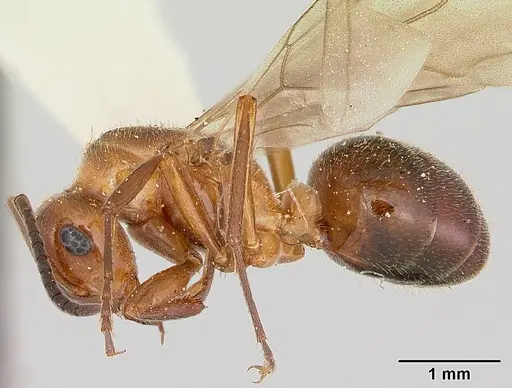 Formica reflexa - CASENT0103511