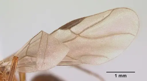 Formica reflexa - CASENT0103511