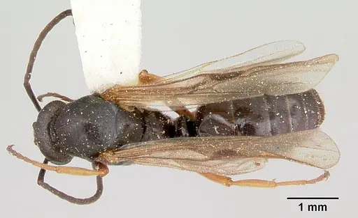 Formica reflexa - CASENT0103512