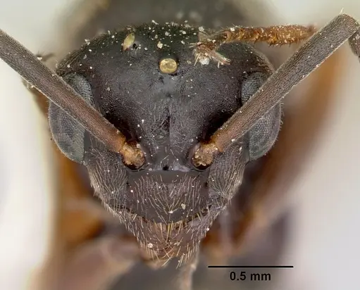 Formica reflexa - CASENT0103512