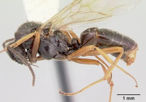 Formica reflexa - CASENT0103512