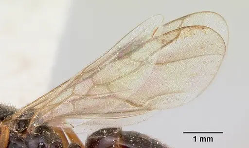 Formica reflexa - CASENT0103512