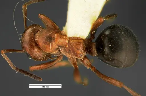 Formica reflexa - CASENT0105605