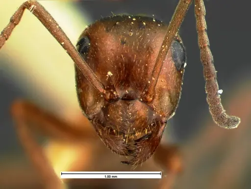 Formica reflexa - CASENT0105605