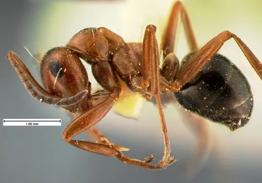 Formica reflexa - CASENT0105605