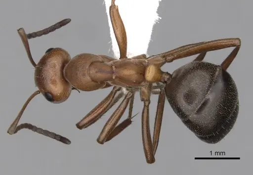 Formica reflexa - CASENT0280399