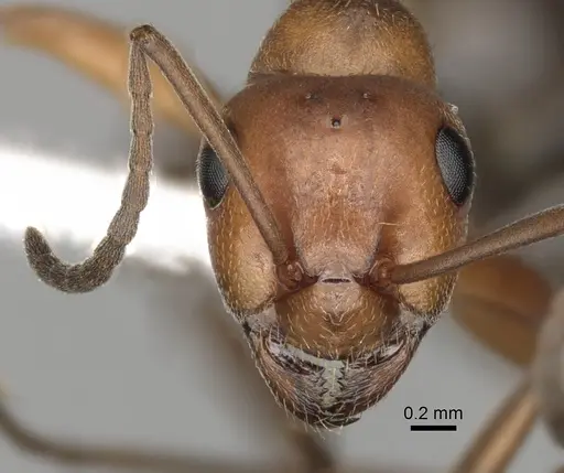 Formica reflexa - CASENT0280399