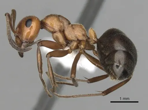 Formica reflexa - CASENT0280399