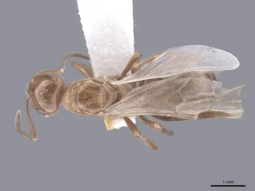 Formica reflexa - FMNHINS0000046401