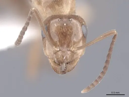 Formica reflexa - FMNHINS0000046401