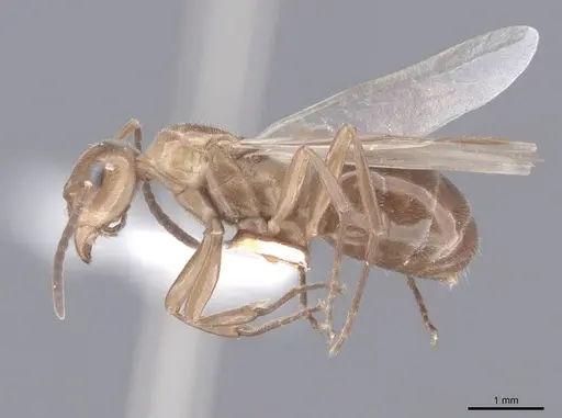 Formica reflexa - FMNHINS0000046401