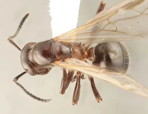 Formica reflexa - WRME532156