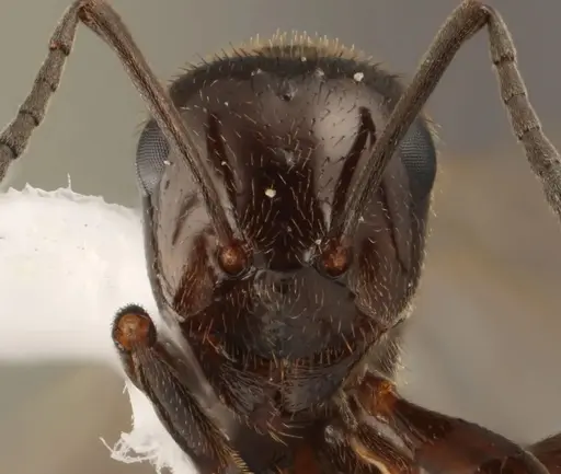 Formica reflexa - WRME532156