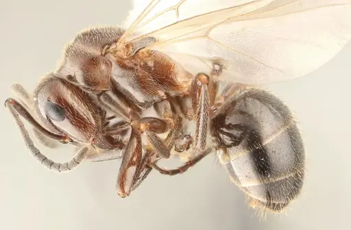 Formica reflexa - WRME532156