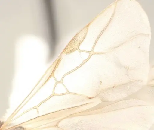 Formica reflexa - WRME532156