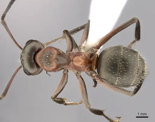 Formica retecta specimen