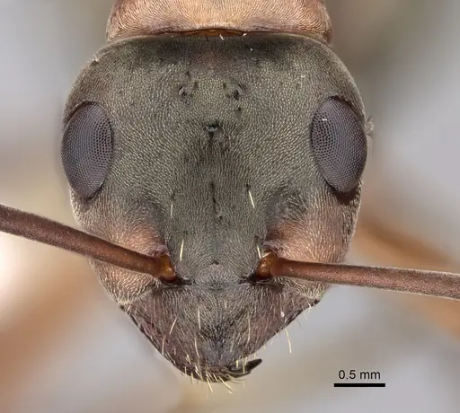 Formica retecta specimen