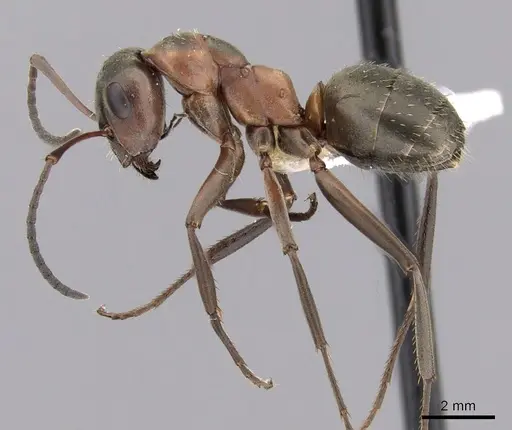 Formica retecta specimen